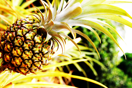 Ananas